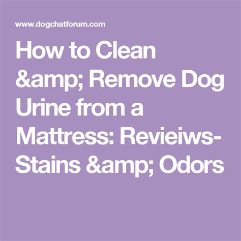 How To Remove Dog Pee From Mattress
