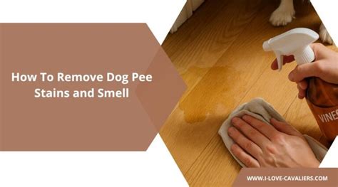How To Remove Dog Pee On Foam