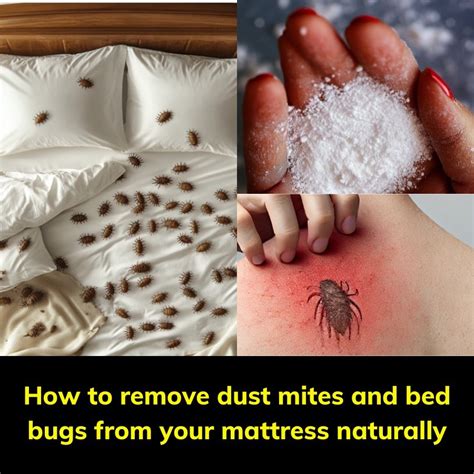 How To Remove Dust Mites From A Mattress
