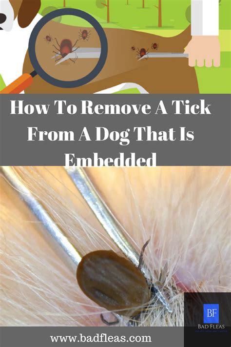 How To Remove Embedded Fully Ticks On Dogs