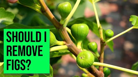 How To Remove Fig Tree