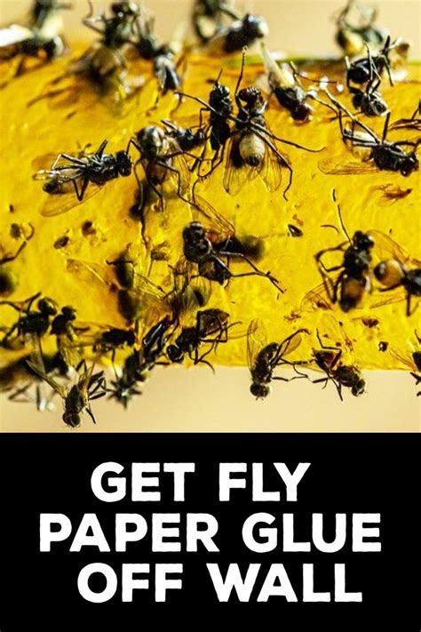 how to remove fly paper glue from wall
