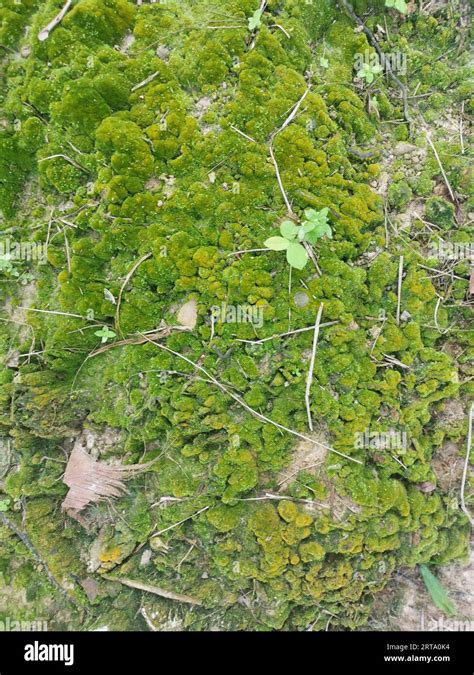 How To Remove Green Algae From Soil