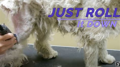 How To Remove Matts From Dog's Tail