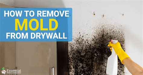 How To Remove Mould From A Drywall