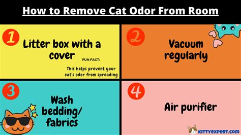 How To Remove Odor From Cat