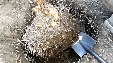 How To Remove Palm Tree From Pot