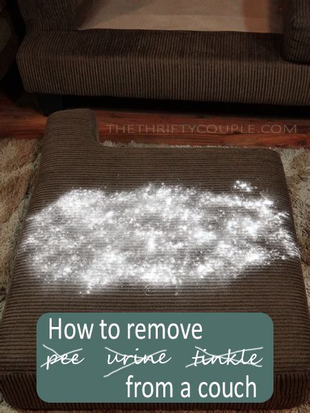 How To Remove Pee From Couch Cushion