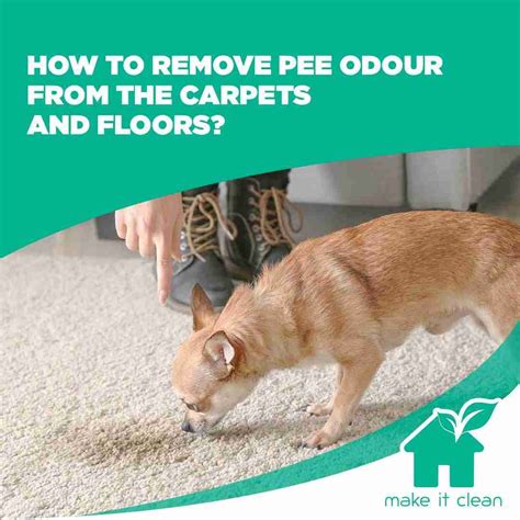 How To Remove Pee Smell On Carpet