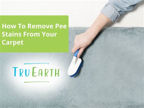How To Remove Pee Stain From Wool Carpet