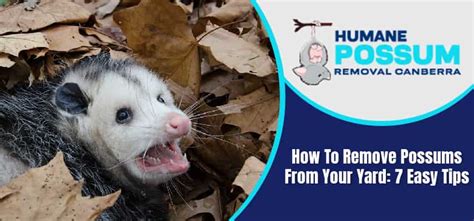 How To Remove Possum From Backyard