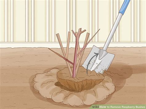 How To Remove Raspberry Bushes