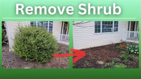 How To Remove Shrubs From Yard