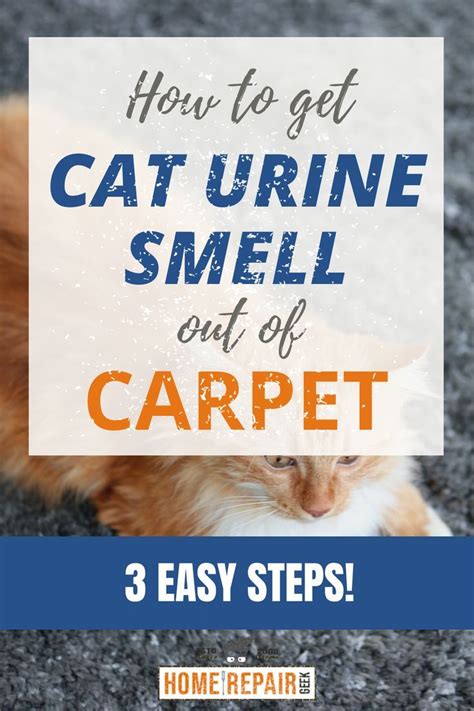 How To Remove Smell Of Cat Pee From Carpet