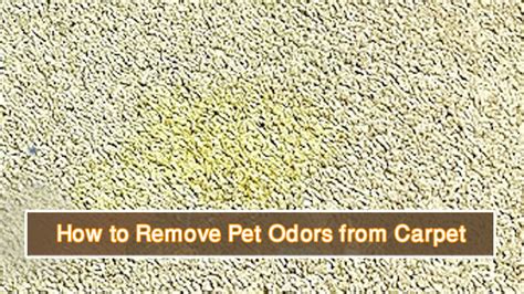 How To Remove Stubborn Pet Odors From Carpet