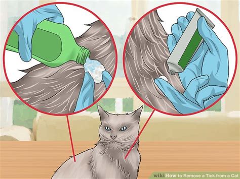 How To Remove Tick On Cat
