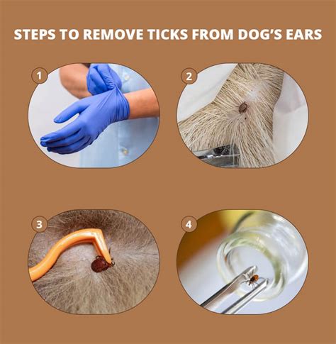 How To Remove Ticks From A Dog