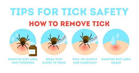 How To Remove Ticks From Human Ears