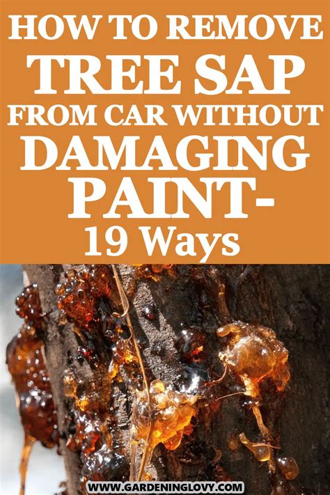 How To Remove Tree Sap Car