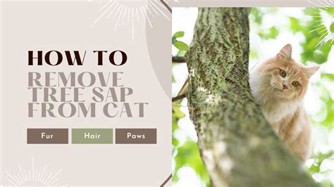 How To Remove Tree Sap From A Cat's Fur