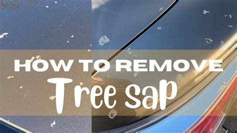 How To Remove Tree Sap From Car Paint And Windows