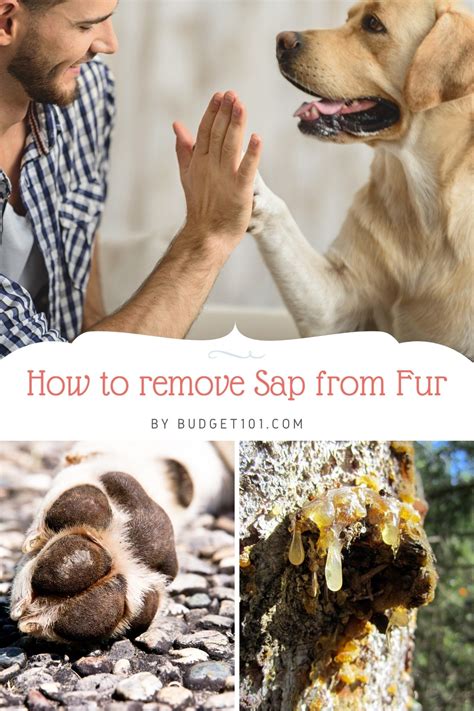 How To Remove Tree Sap From Fur