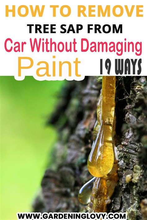 How To Remove Tree Sap From Vehicle