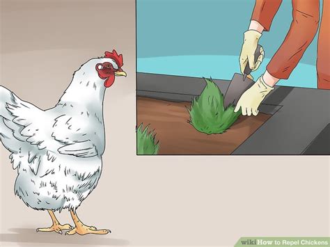 How To Repel Chickens