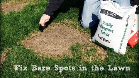 How To Replace Dead Grass With Seed