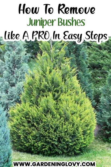 How To Replace Juniper Bushes