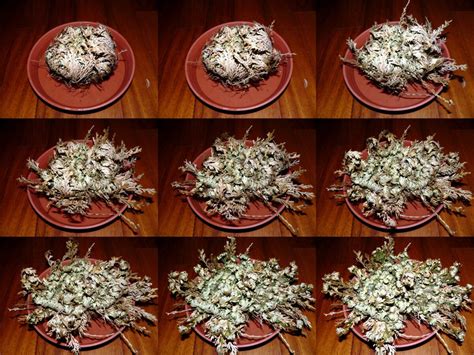 How To Revive Rose Of Jericho