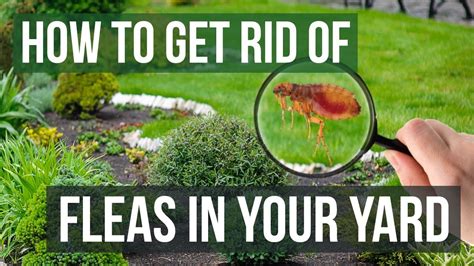 How To Rid Fleas Yard
