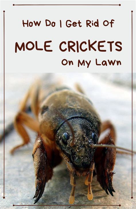 how to rid lawn of mole crickets