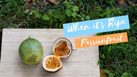 how to ripen passionfruit off the vine