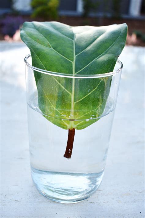 How To Root A Fiddle Leaf Fig In Water
