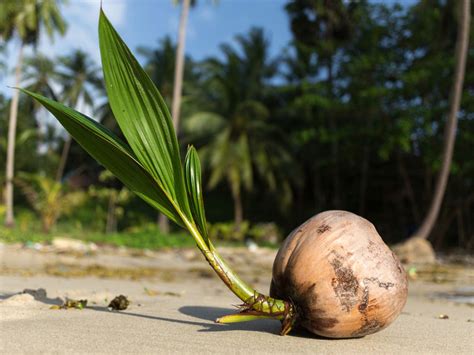 How To Root A Palm Tree Seed