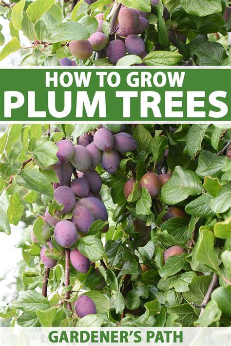 How To Root A Plum Tree Branch
