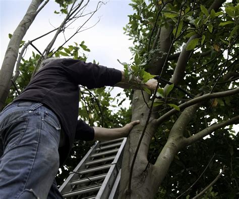 How To Safely Trim A Tree