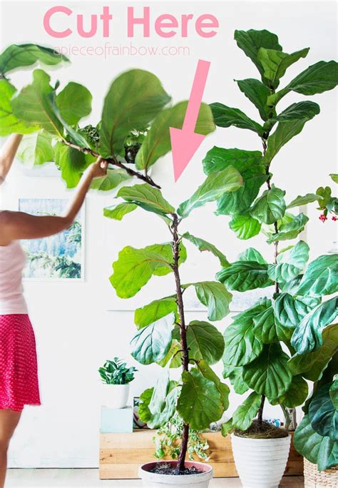 How To Save A Fiddle Leaf Tree
