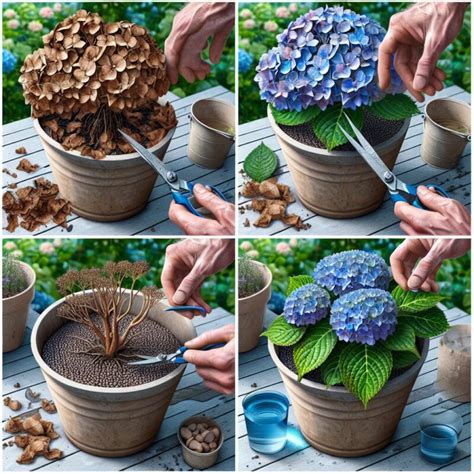 How To Save A Hydrangea Tree