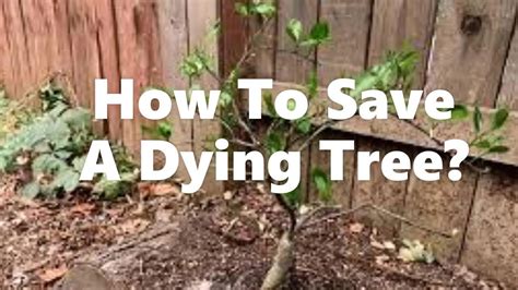 How To Save A Tree From Dying