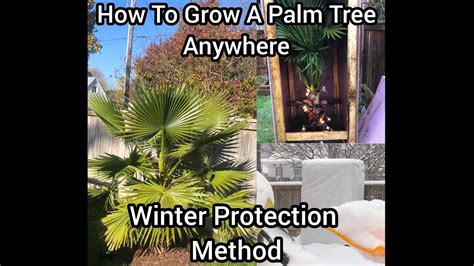 How To Save A Tree From Freezing