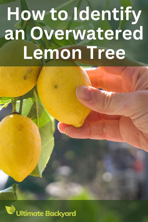 How To Save An Overwatered Lemon Tree