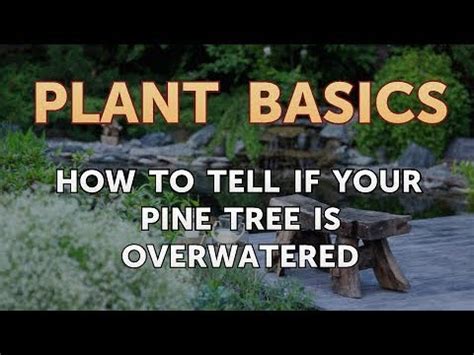 How To Save An Overwatered Pine Tree