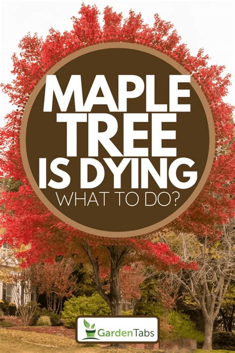 How To Save Dying Maple Tree