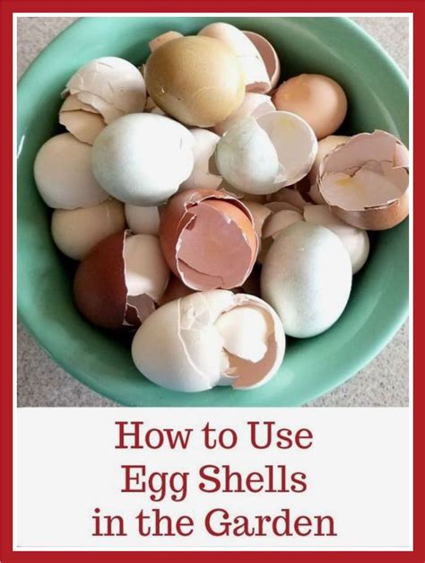how to save eggshells for garden