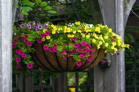 How To Save Hanging Baskets