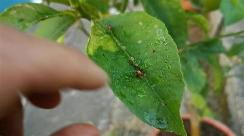 How To Save Lemon Tree From Insects