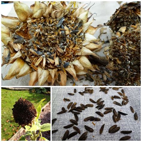 how to save seeds from sunflowers