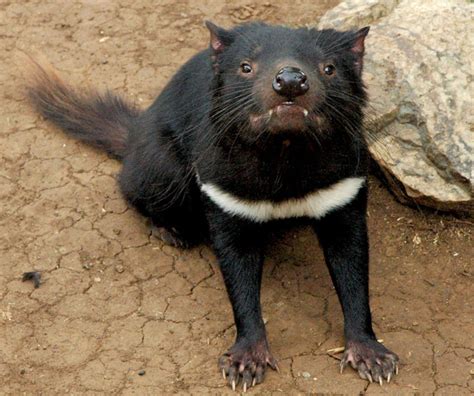 how to save tasmanian devils from extinction